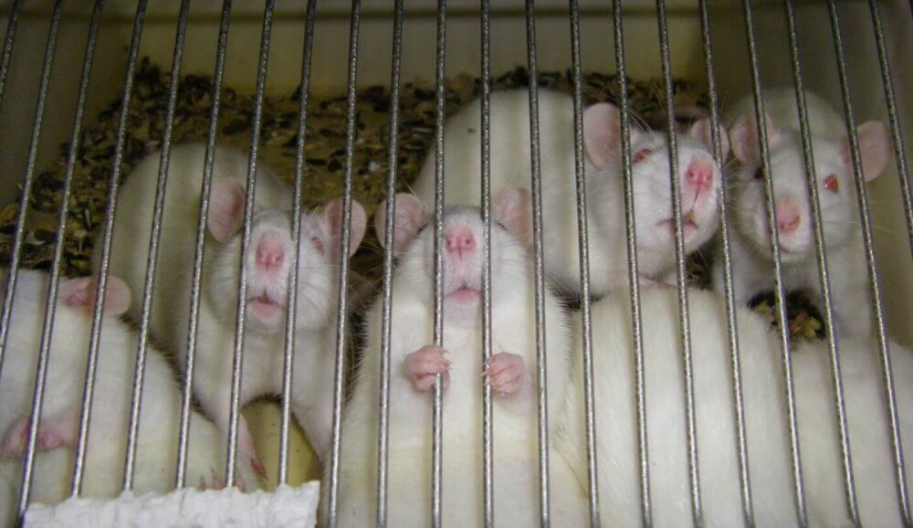 PETA, Cruelty Free Europe, Dove, The Body Shop en meer dan 450 andere verdedigen dierproevenverbod