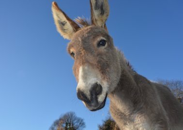 Overwinning! Kenia verbiedt het doden van ezels voor ejiao na druk van PETA