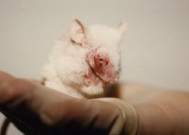 EU-rapport onthult waslijst aan leed: meer dan 20 miljoen dieren kwijnden weg in laboratoria
