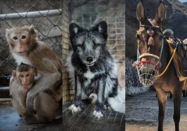PETA vindt manieren om niet te vertragen omdat dieren NOG STEEDS onze hulp nodig hebben