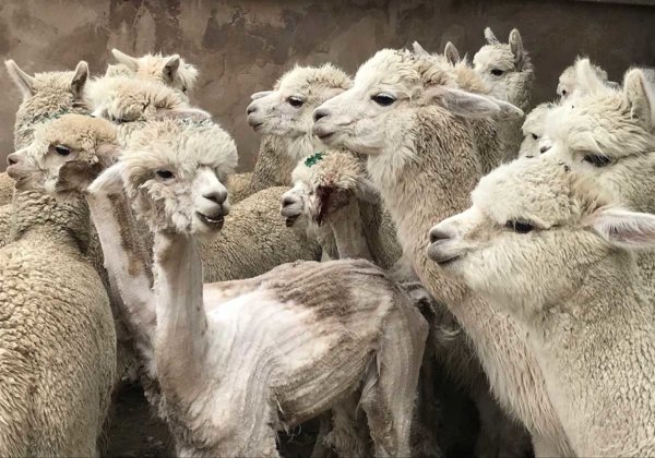 Alpaca’s rondgegooid en gesneden voor truien en sjaals – waarom ondersteunt Anthropologie dit nog steeds?