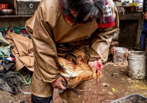 Ontmaskerd: Leed en ziekte op markten met levende dieren in Azië
