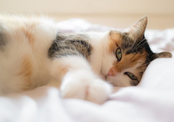 Hoe je je gezelschapsdieren kunt beschermen tijdens de coronavirusuitbraak