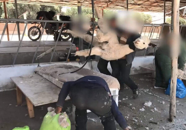 Alpacawolwreedheid: huilende alpaca’s rondgegooid en gesneden voor truien en sjaals