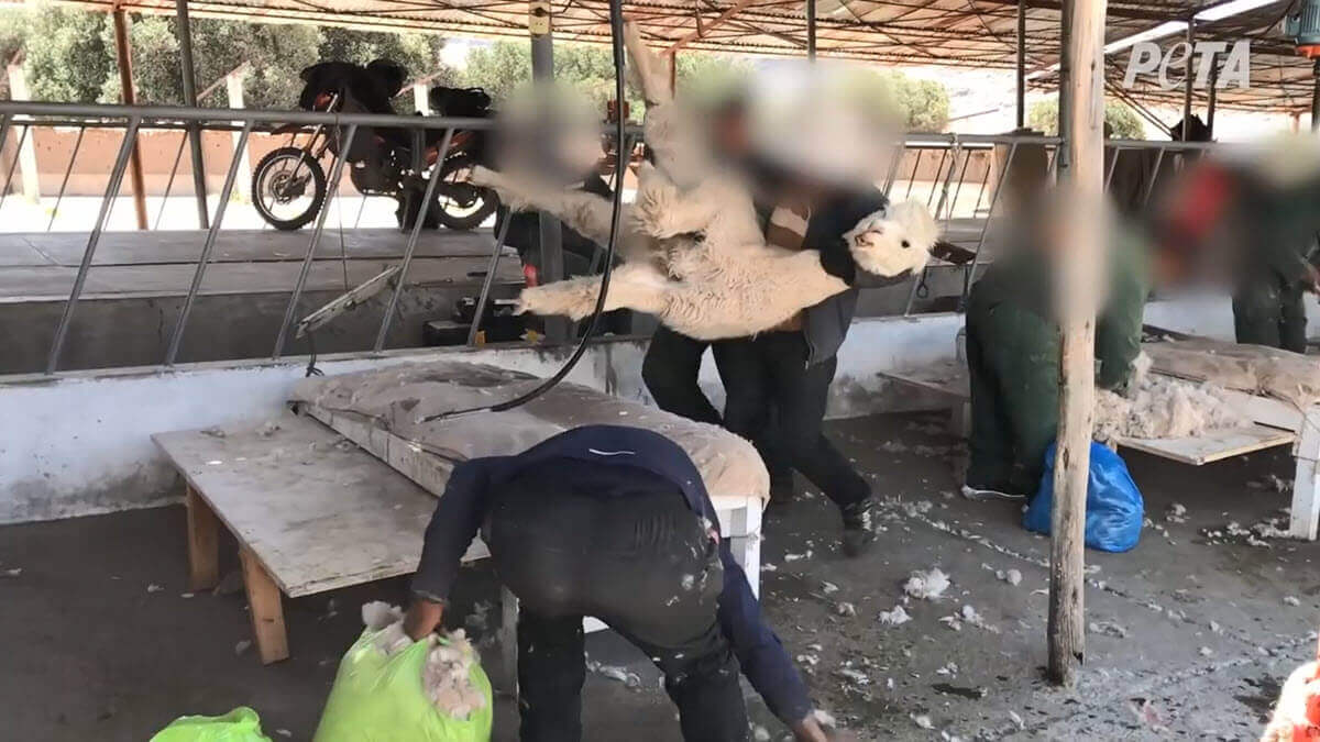 Alpacawolwreedheid: huilende alpaca’s rondgegooid en gesneden voor truien en sjaals
