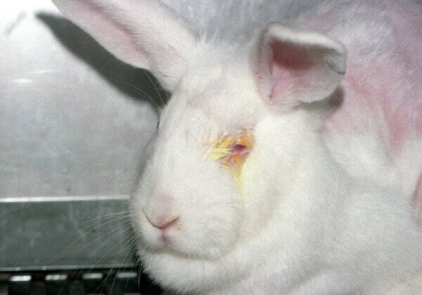 PETA roept op tot moratorium op dierproeven
