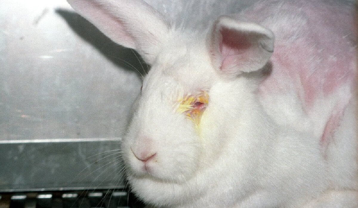 PETA roept op tot moratorium op dierproeven