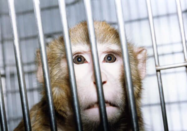 Kom in actie: het is tijd om een strategie te implementeren voor het beëindigen van alle dierproeven