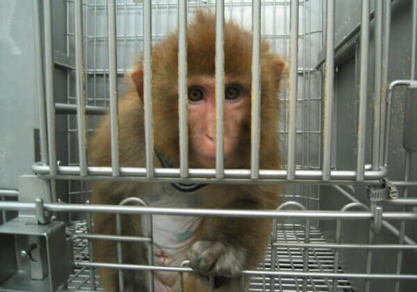 Nog steeds bijna een half miljoen experimenten op dieren in Nederlandse laboratoria