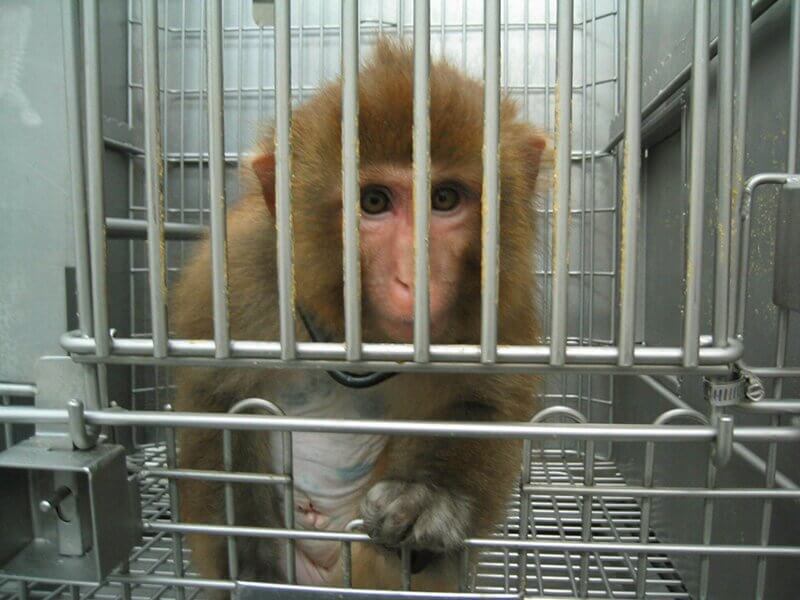 Nog steeds bijna een half miljoen experimenten op dieren in Nederlandse laboratoria