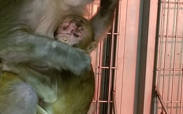 Werknemers halen baby-aapjes weg bij hun moeders, sturen stroomstoten door apenpenissen in verdorven lab