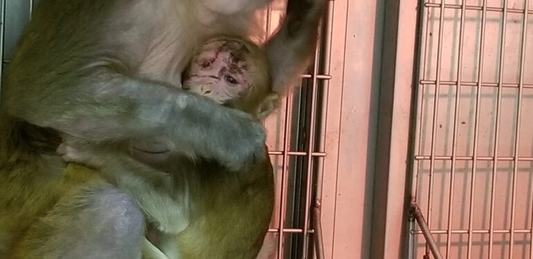 Werknemers halen baby-aapjes weg bij hun moeders, sturen stroomstoten door apenpenissen in verdorven lab