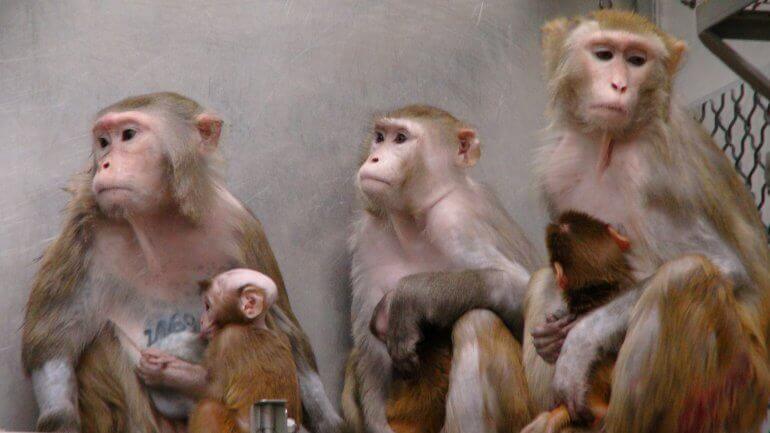 Iggy Pop doneert ‘Free’ om te helpen wrede apenexperimenten te stoppen