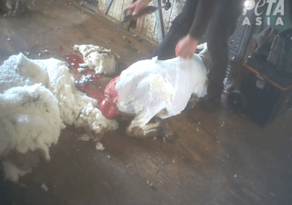 BAANBREKENDE ONTHULLING: zwanger schaap dat leed aan vaginale verzakking werd alsnog gesneden