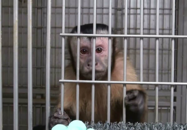 114.884 aanhangers van PETA-zusterorganisaties spreken zich uit voor apen in het grootste primatenonderzoekslaboratorium van Europa.