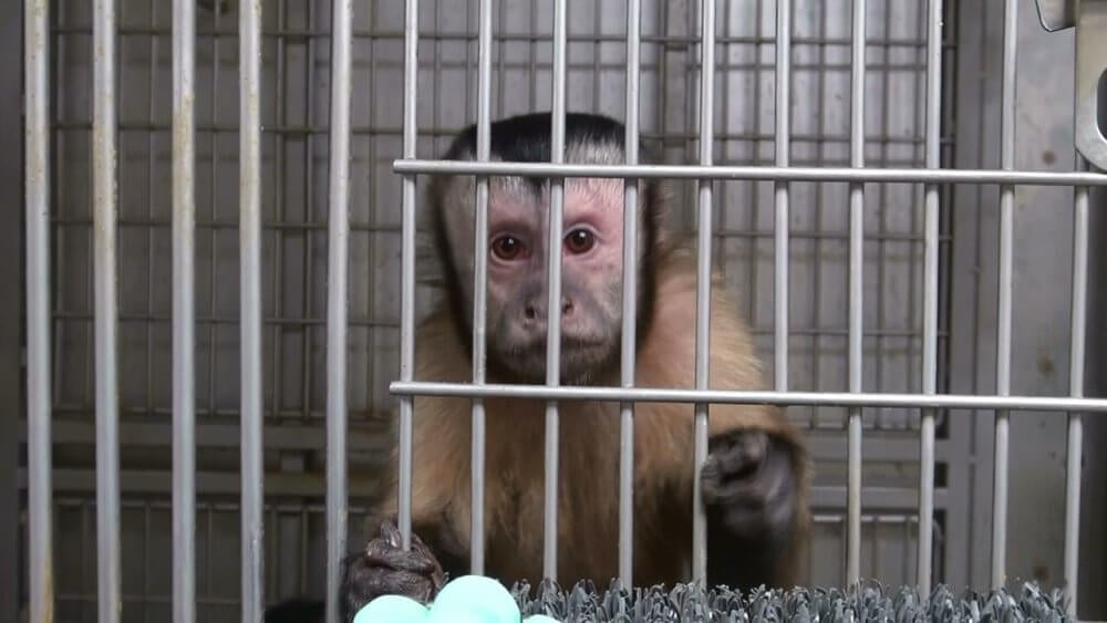 114.884 aanhangers van PETA-zusterorganisaties spreken zich uit voor apen in het grootste primatenonderzoekslaboratorium van Europa.