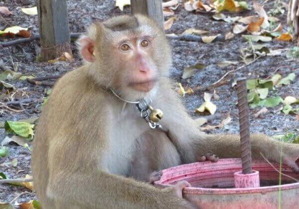 Update: Apenarbeid in de doofpot in de Thaise kokosindustrie