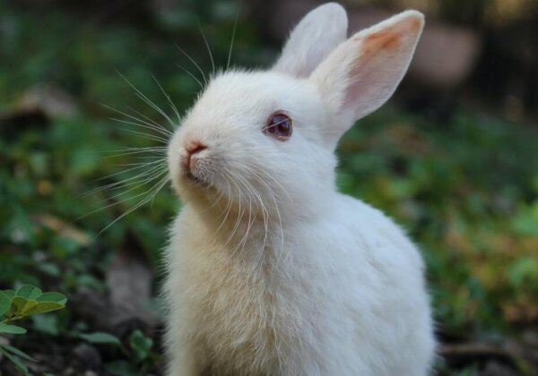 Geweldig nieuws voor konijnen! American Vintage verbiedt angora