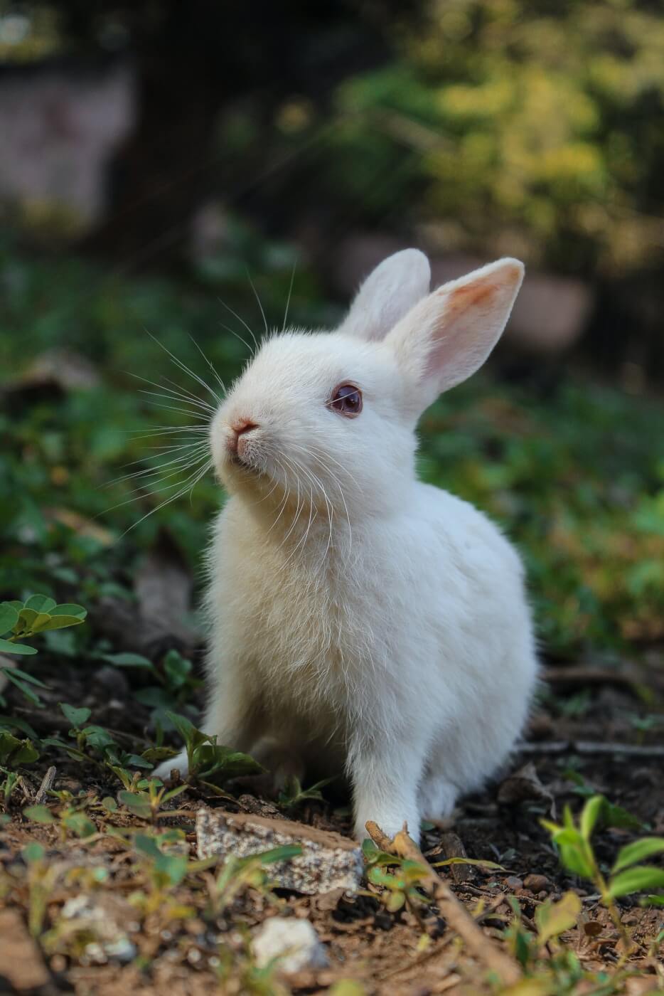 Geweldig nieuws voor konijnen! American Vintage verbiedt angora