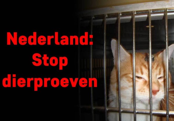 Herstel de verbroken belofte: stop dierproeven