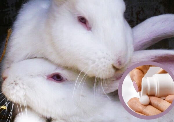 Red het verbod: kom in actie tegen dierproeven voor cosmetica