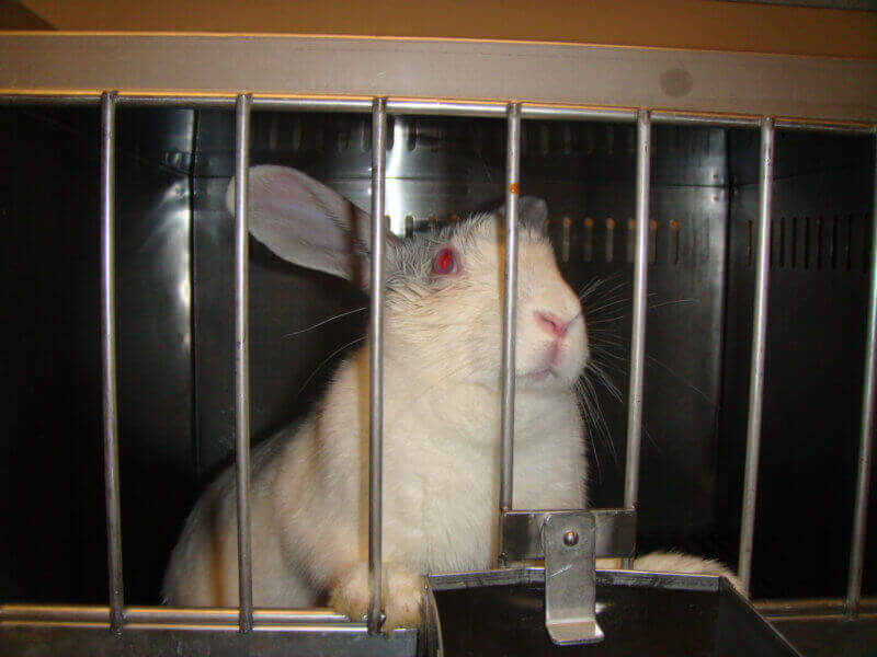 Haags trambedrijf weigert PETA-advertenties die de regering oproepen om dierproeven te stoppen