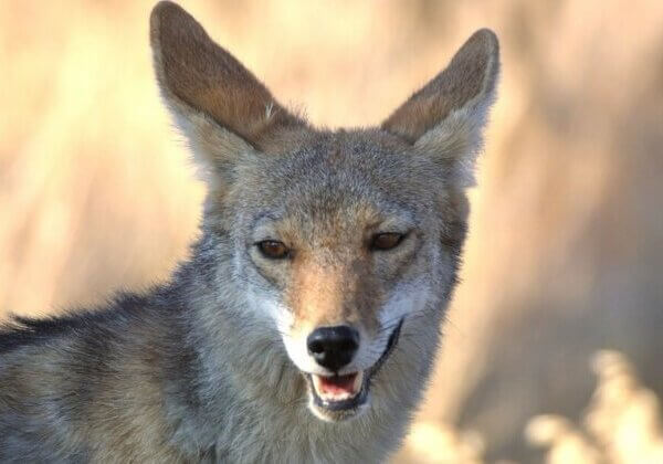 FANTASTISCH NIEUWS! Canada Goose dumpt bont na jarenlange druk van dierenrechtenactivisten