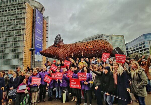 Geschiedenis in wording! Europese Commissie zegt verbod op kooien voor dieren in de veeteelt toe