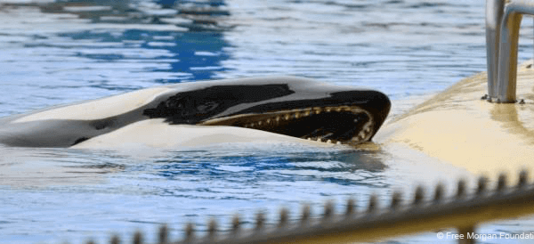 Tweede sterfgeval Loro Parque in 2021: jonge orka genaamd Ula overleden