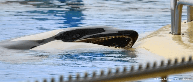 Tweede sterfgeval Loro Parque in 2021: jonge orka genaamd Ula overleden