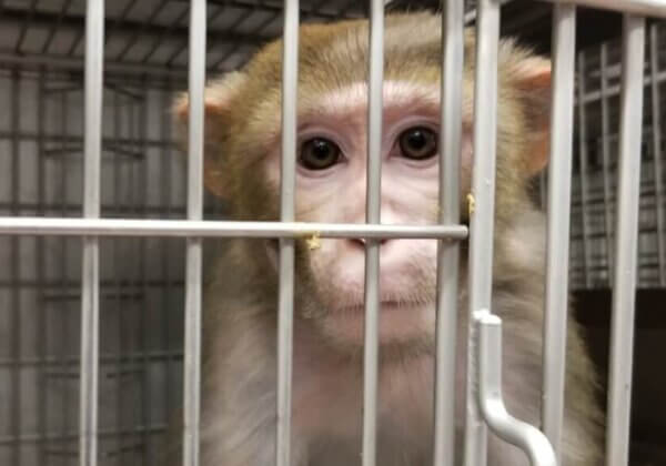 25 Nederlandse wetenschappers roepen op tot een einde aan dierproeven