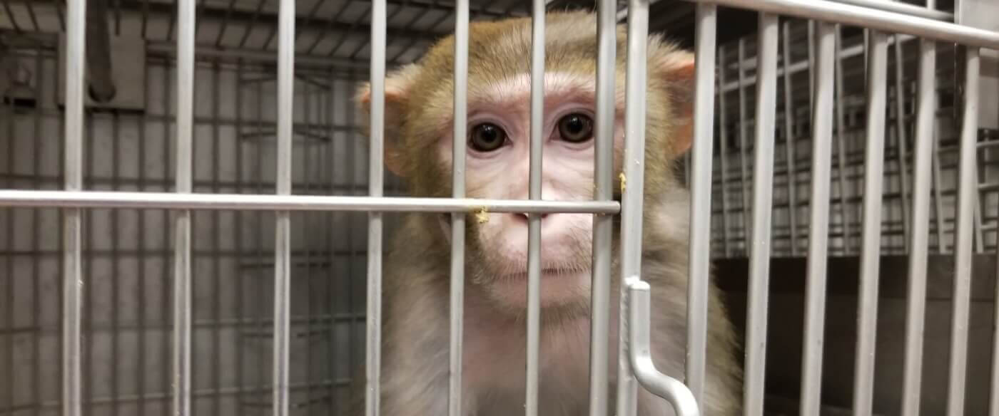 25 Nederlandse wetenschappers roepen op tot een einde aan dierproeven