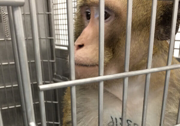 De Nederlandse regering heeft beloften verbroken en geen vooruitgang geboekt bij het uitfaseren van dierproeven