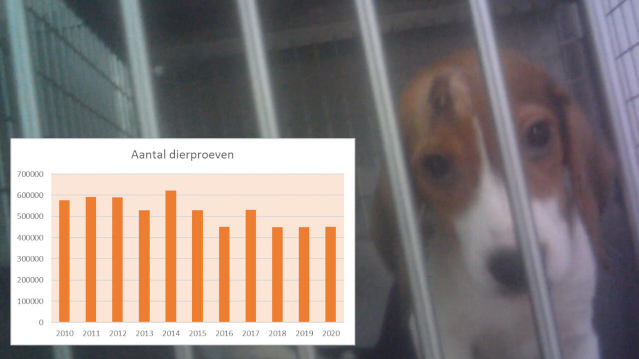 Schandalig! Nog steeds geen afname van het aantal dierproeven in Nederland: bijna 450.000 dierproeven uitgevoerd