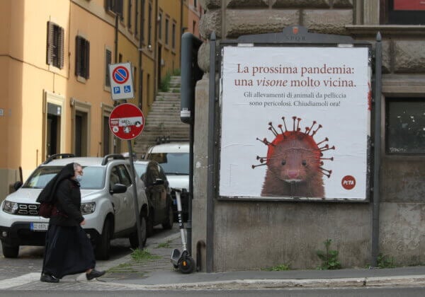 Geweldig nieuws voor nertsen: Italië verbied nertsenfokkerij