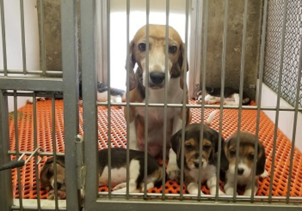 Undercoveronderzoek: honden fabrieksmatig gefokt, hun puppy’s verkocht voor experimenten