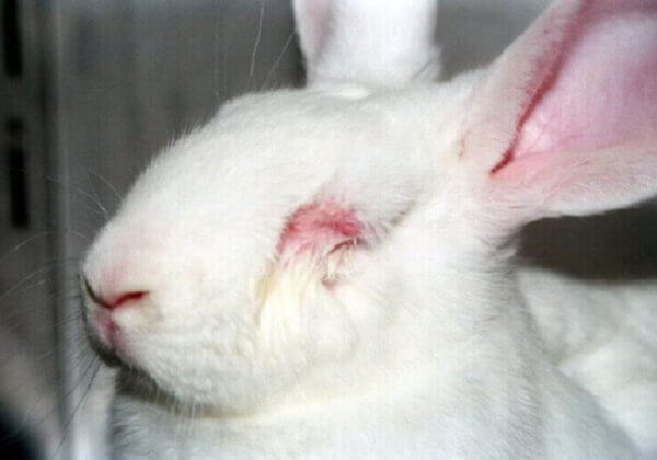 ‘Dit moet stoppen!’ Rossana Kluivert reageert op video over dierproeven