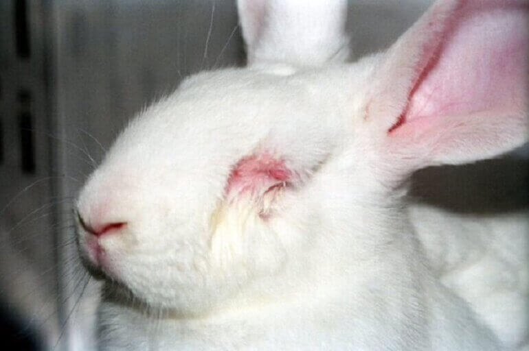 ‘Dit moet stoppen!’ Rossana Kluivert reageert op video over dierproeven