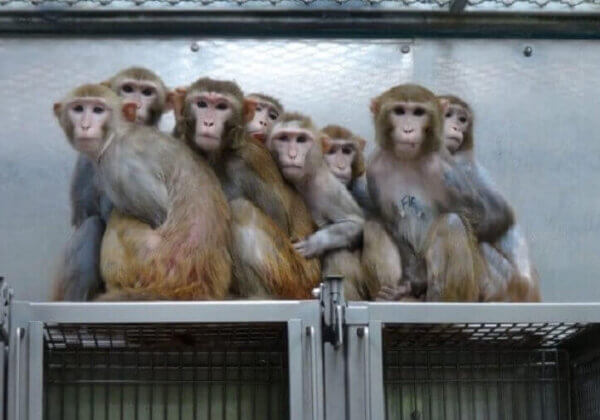 NIEUWE VIDEO: Import van apen voor experimenten is gewelddadig en gevaarlijk
