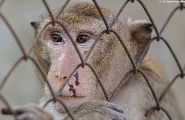 Schokkende statistieken onthullen dat 10,5 miljoen dieren lijden in EU-laboratoria
