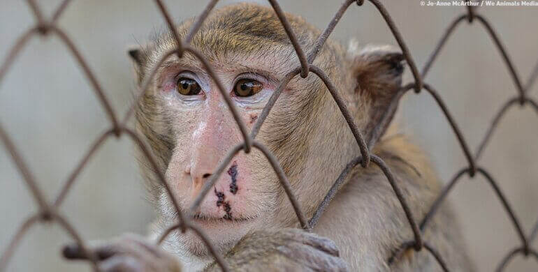 Schokkende statistieken onthullen dat 10,5 miljoen dieren lijden in EU-laboratoria