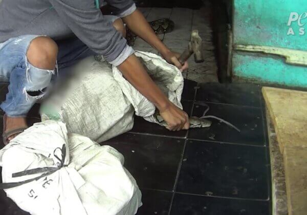 Beelden van PETA Azië tonen spijkers die in koppen van levende slangen worden geslagen voor modeaccessoires