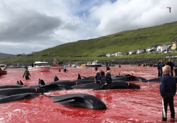 Stop de bloederige walvisslachting op de Faeröereilanden