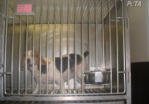 Beschamende toename van 6,5% in dierproeven – Nederlandse regering moet verbroken belofte nu herstellen