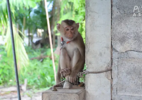 PETA-reportage: geen aap is veilig in de Thaise kokosnootindustrie