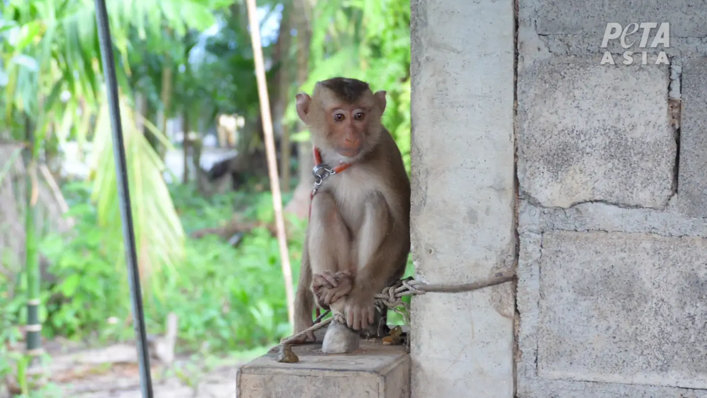 PETA-reportage: geen aap is veilig in de Thaise kokosnootindustrie