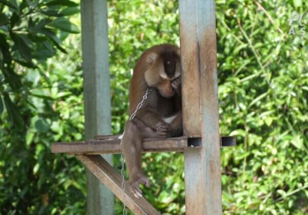Geen aap is veilig in de Thaise kokosnootindustrie – dring er bij HelloFresh op aan om van leverancier te veranderen