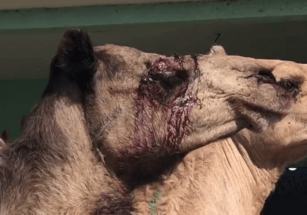 Kamelenmishandeling in Egypte: tot bloedens toe geslagen met stokken en rondgesleept
