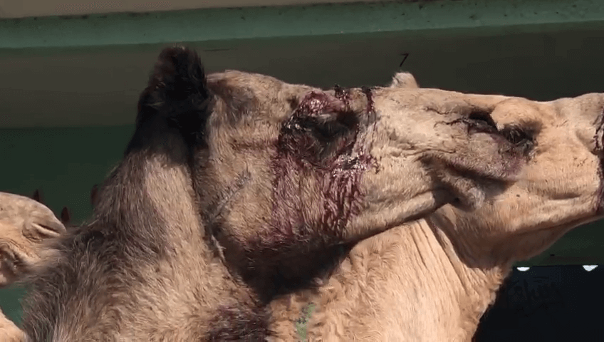 Kamelenmishandeling in Egypte: tot bloedens toe geslagen met stokken en rondgesleept