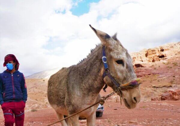 Geweld in Petra verhinderde zorg voor zieke en gewonde dieren